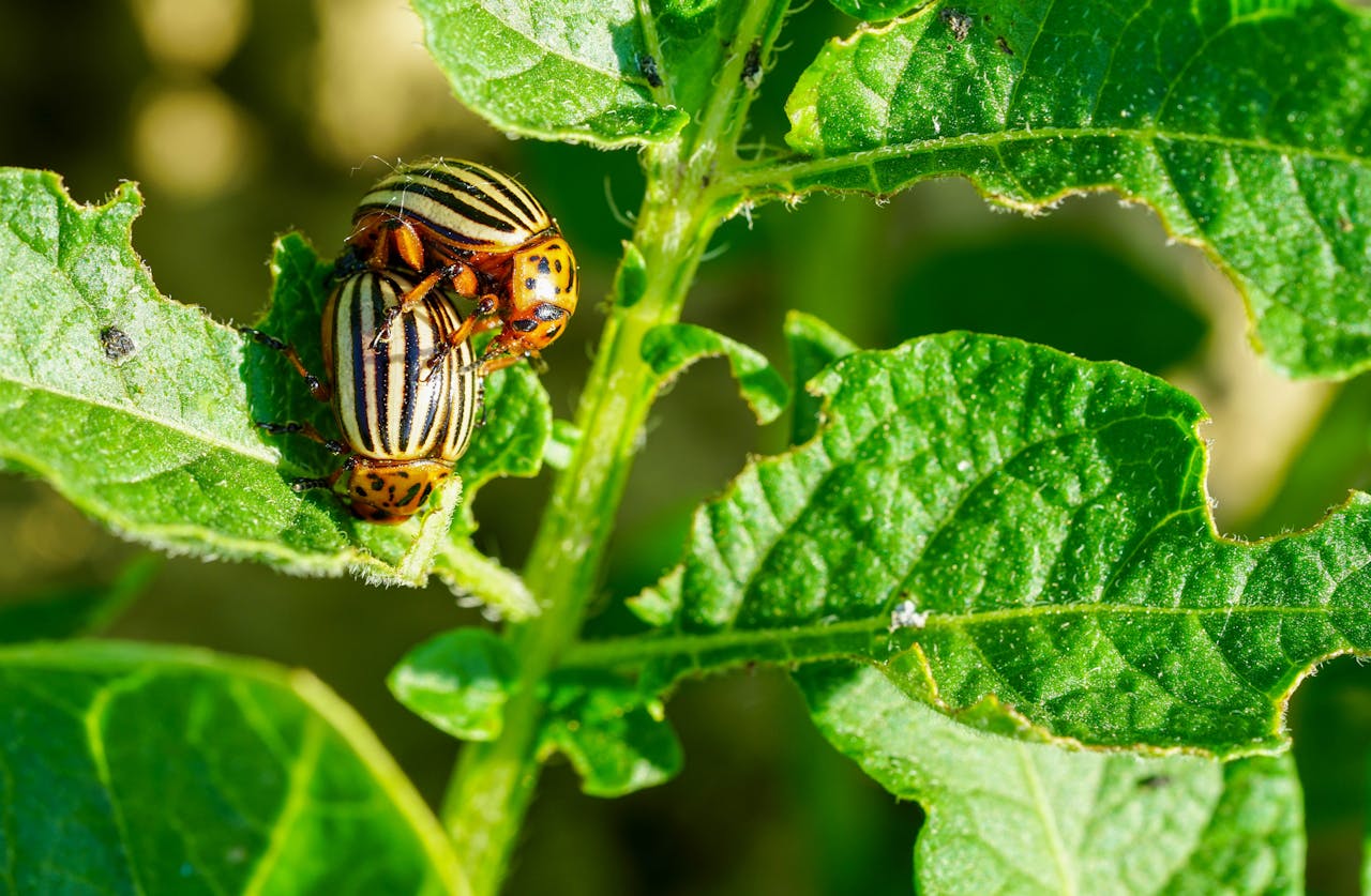 plant Immune System 