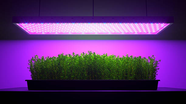 Grow Lights - HydroSlate