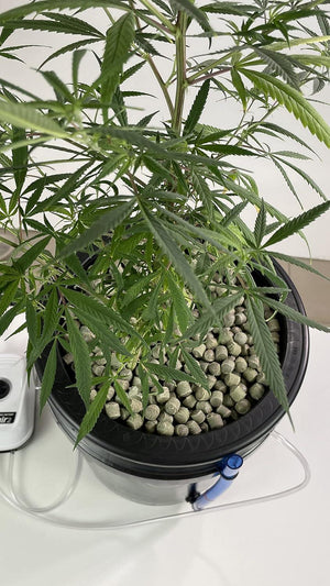 Arqlite Hydroponic Smart Gravel: